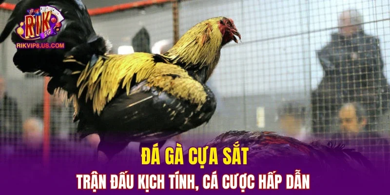 Đá Gà Cựa Sắt
